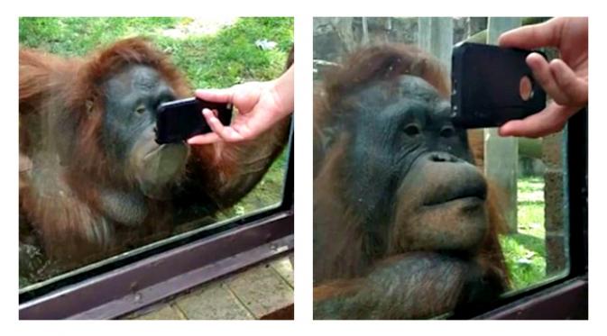 Seekor orangutan terkesima menonton sekelompok orangutan lain. (Sumber Daily Mail)