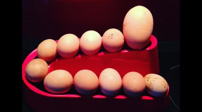 Telur raksasa dihasilkan oleh Wendy, si Ayam Sussex. (foto: Emma Posttlethwaite)