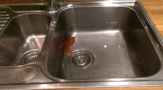 Freddie si ikan mas selamat dalam bak cuci piring. (foto: Telegraph)