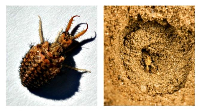 Hewan undur-undur menjebak semut supaya tergelincir ke dalam sarangnya. (Sumber BBC Maximilian Weinzierl  via Alamy Stock Photo)