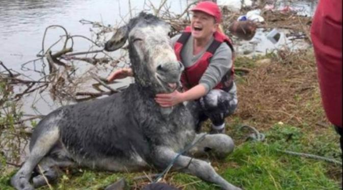 Keledai tersenyum setelah diselamatkan dari banjir. Sumber: Metro.co.uk