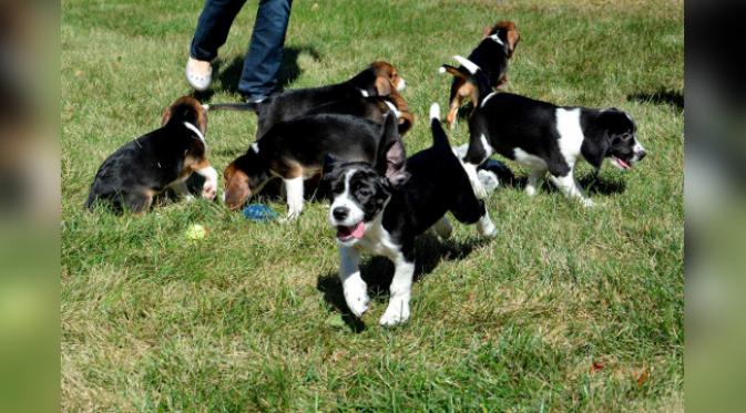Ketujuh anak anjing kini sehat dan sungguh menggemaskan. (foto: Mashable)