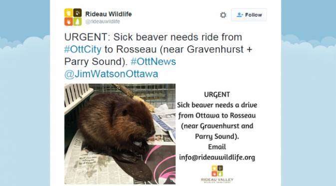 Staf penangkaran memasang iklan untuk mencari sukarelawan yang bisa mengantarkan si berang-berang. (foto: Twitter/Rideau Wildlife)