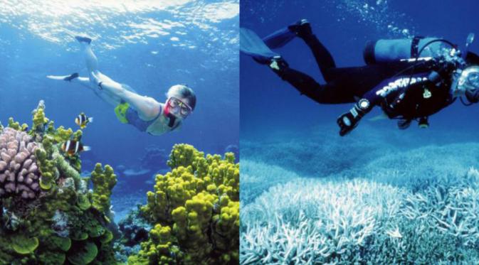 (Kiri) Great Barrier Reef dahulu, (kanan)  Great Barrier Reef sekarang. (Queensland Tourism/Reuters)