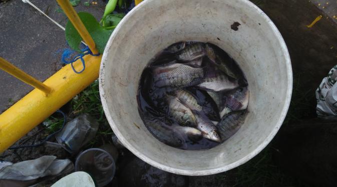Daeng Roa menjala ikan mujair di Waduk Tunggu Pampang. (Liputan6.com/Eka Hakim)