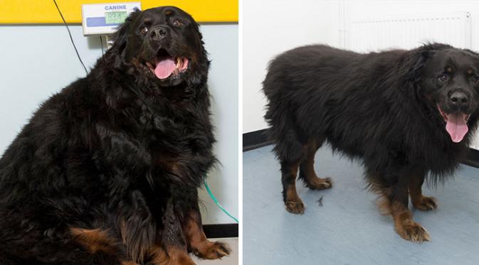 Anjing ini turun berat badan dari 82,2 jadi 69,7 kilogram. (Via: boredpanda.com)