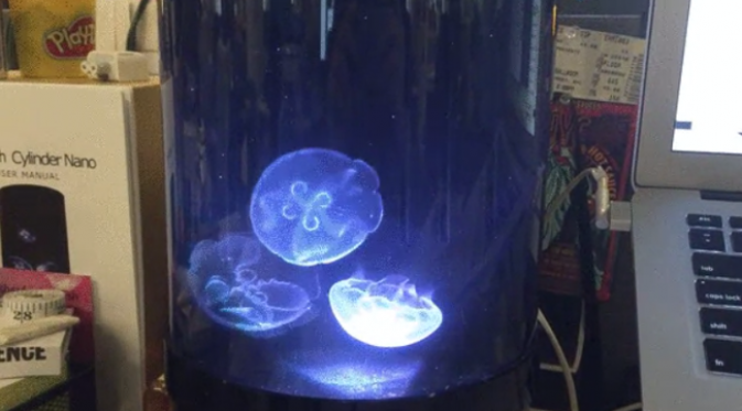 Ubur-ubur dipelihara dalam tanki berbentuk silinder. (foto: Huffington Post)