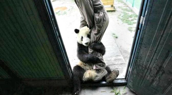 Bahkan seekor pandapun memilih-milih pasangan bermesraannya. (Sumber Shanghaiist.com)