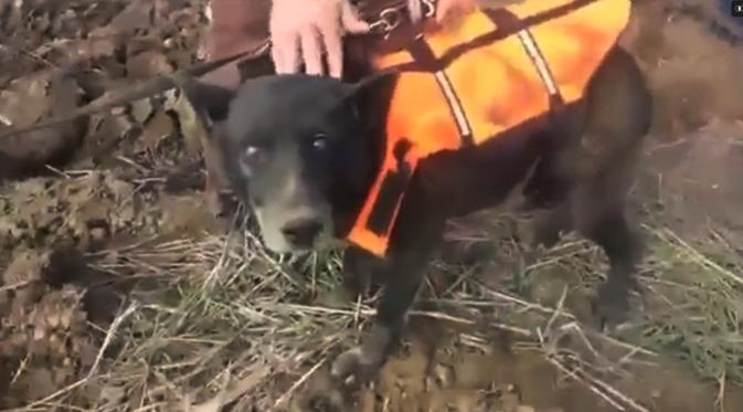 Seekor anjing bernama Christmas diselamatkan setelah terjebak selama satu bulan di dalam sumur. (Yahoo)