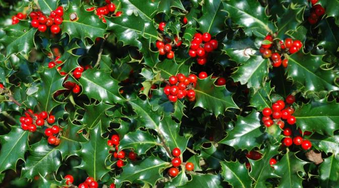 Tumbuhan yang hijau sepanjang tahun seperti Holly, Ivy dan Mistletoe telah digunakan selama ribuan tahun sebagai hiasan. (How to Grow Stuff)