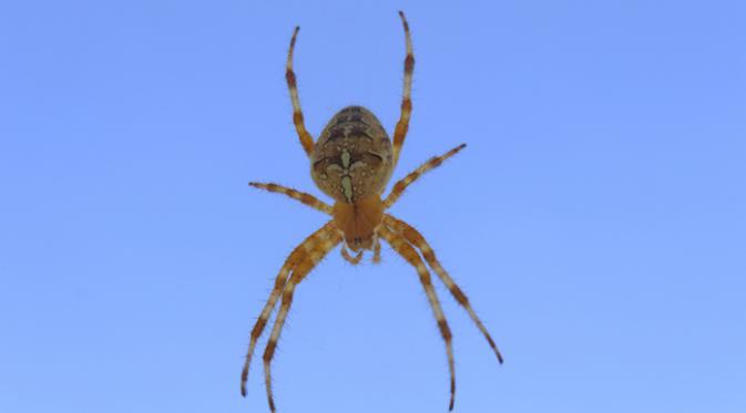 Jutaan laba-laba kecil menghujani wilayah New South Wales, memenuhi tanah dengan jaring-jaring lengketnya. (Live Science)