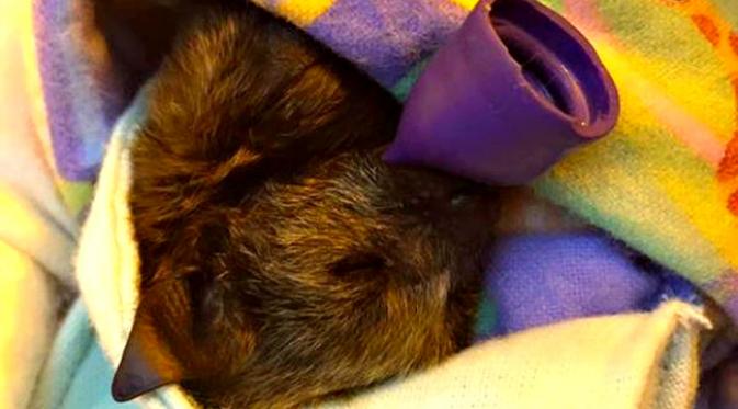 Seorang wanita dengan welas asih membuatkan bedong hangat untuk bayi-bayi kelelawar yang kehilangan induknya. (Sumber Megabattieblue via Mashable)