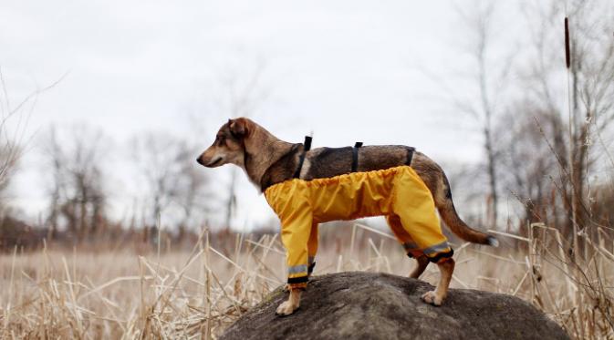 Celana dari Muddy Mutts memiliki kegunaan melindungi anjing dari air dan lumpur. (foto: Facebook/Muddy Mutts)