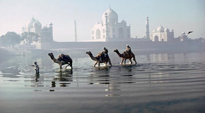 Unta melintas di sungai Yamuna, Agra, Uttar Pradesh, 1981. | via: Roland and Sabrina Michaud/akg images