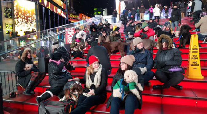 Anjing berbagai jenis dan para pemiliknya ramai-ramai pergi ke Times Square. (foto: Twitter/TSqArts)