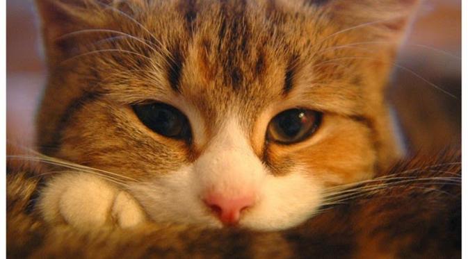 30% hidup kucing untuk membersihkan dirinya. (Via: pefind.net)