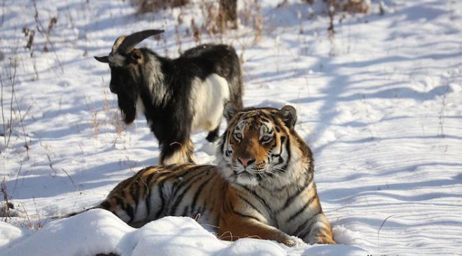 Menurut ahli binatang, pertemanan mereka tak akan bertahan lama. Harimau akan memangsa ketika ia merasa lapar. (Oddity Central)
