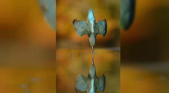 Foto burung Raja-udang menyelam menuju permukaan air menampilkan pantulannya, tanpa membuat satu pun percikan air. (Diply)