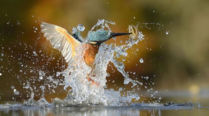 Burung Raja-udang mampu menyelam menuju air dala kecepatan 40 kilometer per jam (Diply)