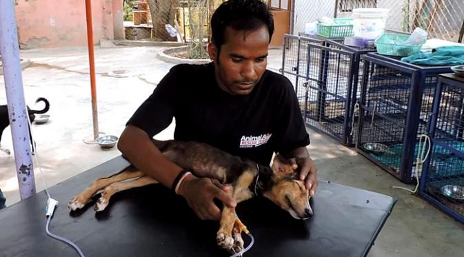 [Bintang] Minta Pertolongan, Anjing Sekarat Ini Cuma Gerakkan Ekornya