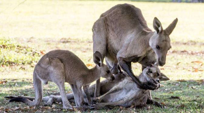 Anak kanguru terlihat memegang lembut sang ibu yang sedang sekarat. | via: Evan Switzer