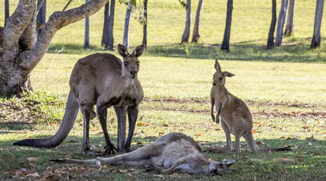 Kanguru betina akhirnya menyerah dan terbaring tak berdaya. | via:  Evan Switzer