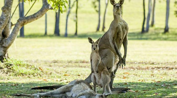 Anak kanguru dan seekor pejantan di dekat betina yang mati. | via:  Evan Switzer