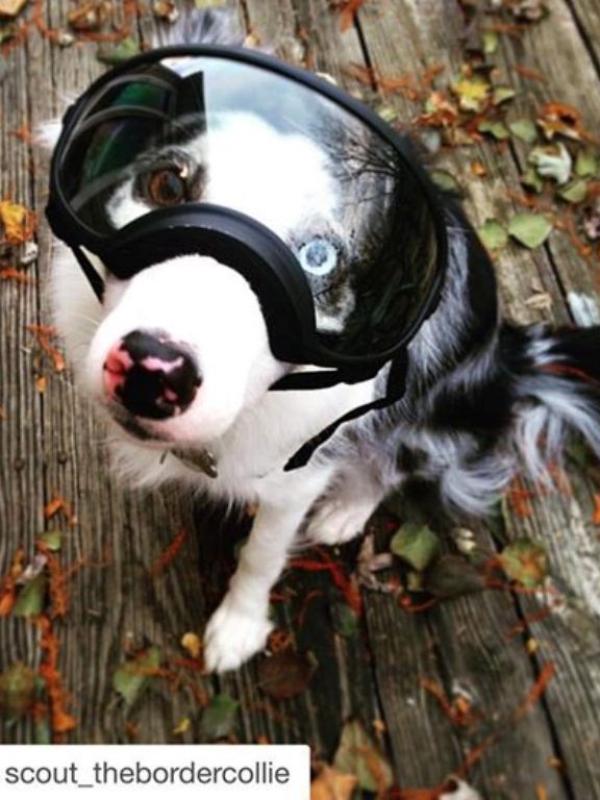 Anjing yang memakai kacamata menjadi tambah modis. Sumber: Instagram/scout_thebordercollie
