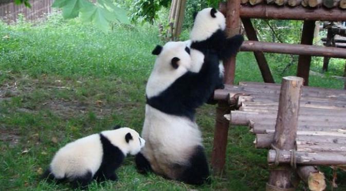 Panda di tempat penitipan Lembaga Penelitian Chengdu, Cina (sumber. lostateminor.com)