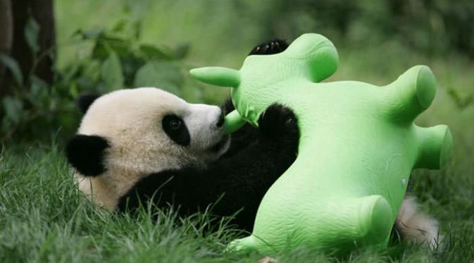 Panda di tempat penitipan Lembaga Penelitian Chengdu, Cina (sumber. lostateminor.com)