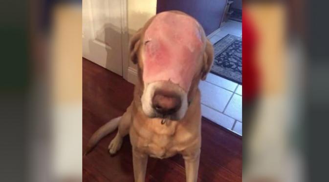 Dalam akun facebook Stephen Roseman nampak foto anjing berbulu coklat tanpa wajah dan yang tertinggal hanya kulit yang memerah.(.huffingtonpost.com)