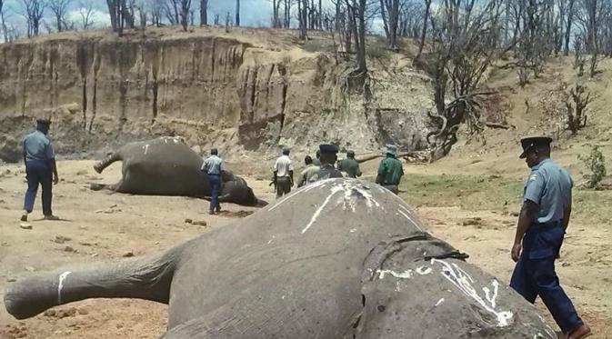 Keracunan Sianida, Puluhan Gajah di Zimbabwe Terbunuh | via: heartmendersmagazine.blogspot.com