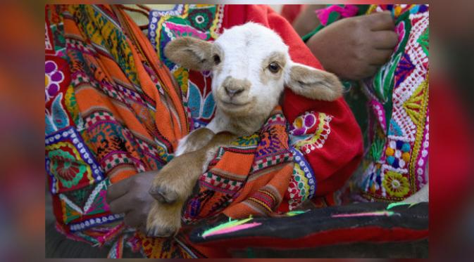 Untuk menjaga mereka tetap hangat, anak-anak kambing akan mengenakan sweater dan tinggal di kandang dilengkapi penghangat. (foto: Keren Su)