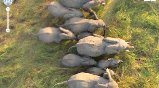 Gajah liar (Sumber Live Science)