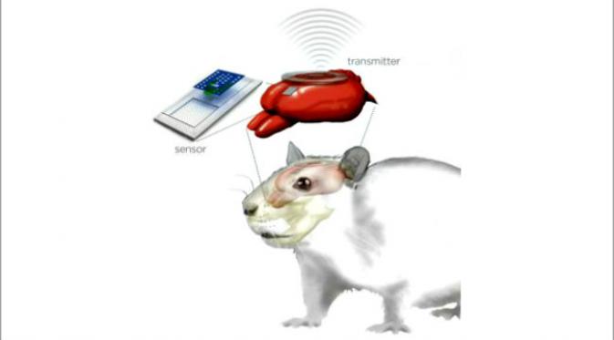 Percobaan pada tikus untuk sensor otak berukuran sangat kecil yang dapat meluruh di dalam tubuh pasien. (Sumber Washington University)