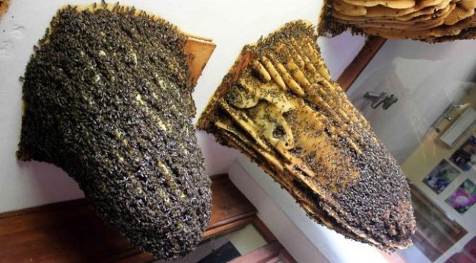 Sarang lebah pertama dipasang 34 tahun lalu. (foto: minube.net)