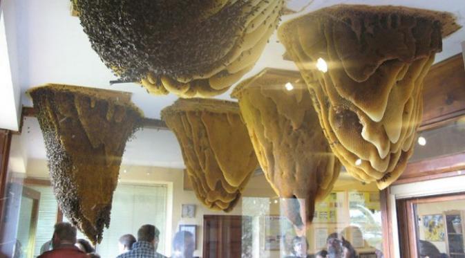 Pendiri museum lebah ini adalah Gerardo Gonzalez Perez, yang menganggap ternak lebah panggilan hidupnya. (foto: minube.net)