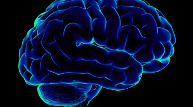 Otak manusia masih memiliki cadangan tenaga beberapa detik setelah pasokan darah terhenti. (Sumber mcb.berkeley.edu)