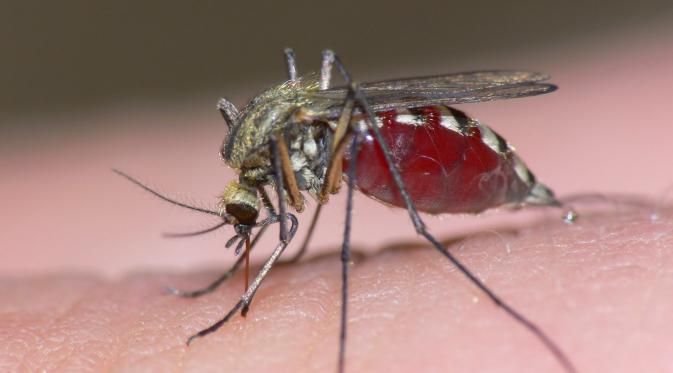 Apakah virus Zika bisa berakibat fatal? (Via: wired.co.uk)