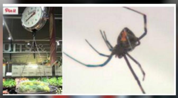 Seorang pria dari Boston menemukan laba-laba hitam dalam kantong plastik berisi anggur yang dibelinya di Whole Foods Market di Brighton, Inggris.