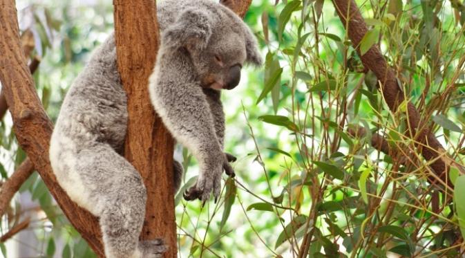 Koala: 18-22 jam per hari. (Via: rabstol.net)