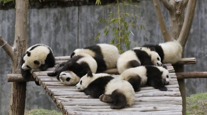 Panda: 10 jam per hari. (Via: wnature.net)