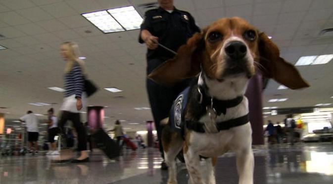 5 Hal Aneh di Pintu Keamanan Bandar Udara. Beagle di bandara (animal planet)