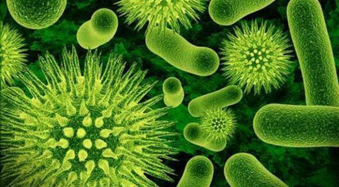 Mikroba. (foto: Live Science)