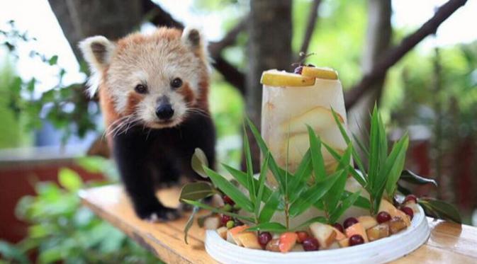 Chori si panda merah dan kue ulang tahun ke 16-nya. (foto: Symbio Wildlife Park)