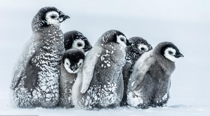 Bayi penguin saling berkerumun saat badai salju melanda Arktik. | via: Gunter Riehle/Solent News