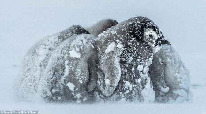 Bayi penguin berpelukan saat badai salju melanda Arktik. | via: Gunter Riehle/Solent News