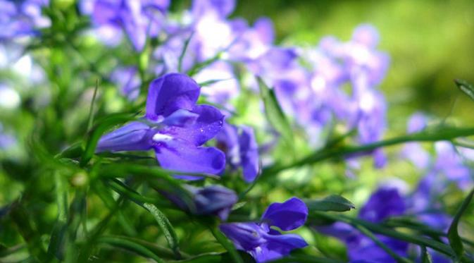 6 Jenis Bunga  yang Perlu Ada di Taman Rumah Anda 