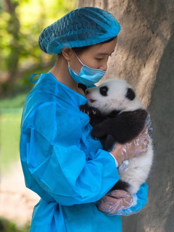 Pemeluk Panda Digaji 32.000 US Dollar Per Tahun. Sumber : mymodernmet.com