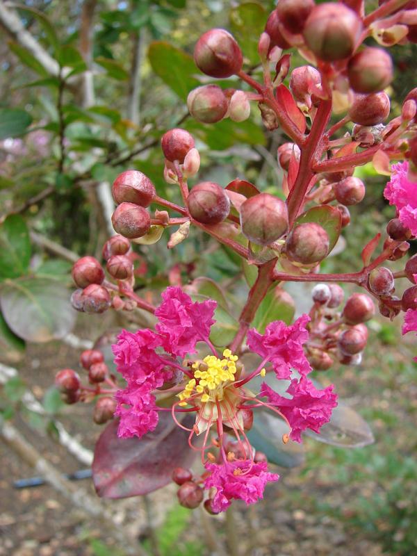 Bunga crape myrtle. Sumber; Hear.org